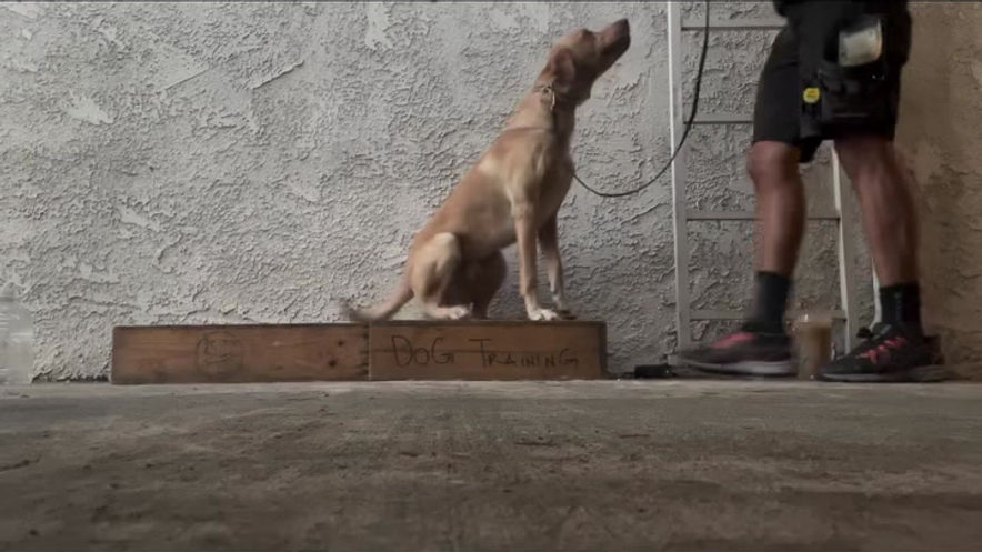 Focus Training